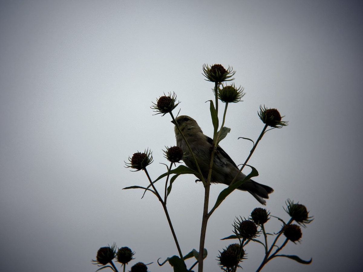 オウゴンヒワ - ML644717506