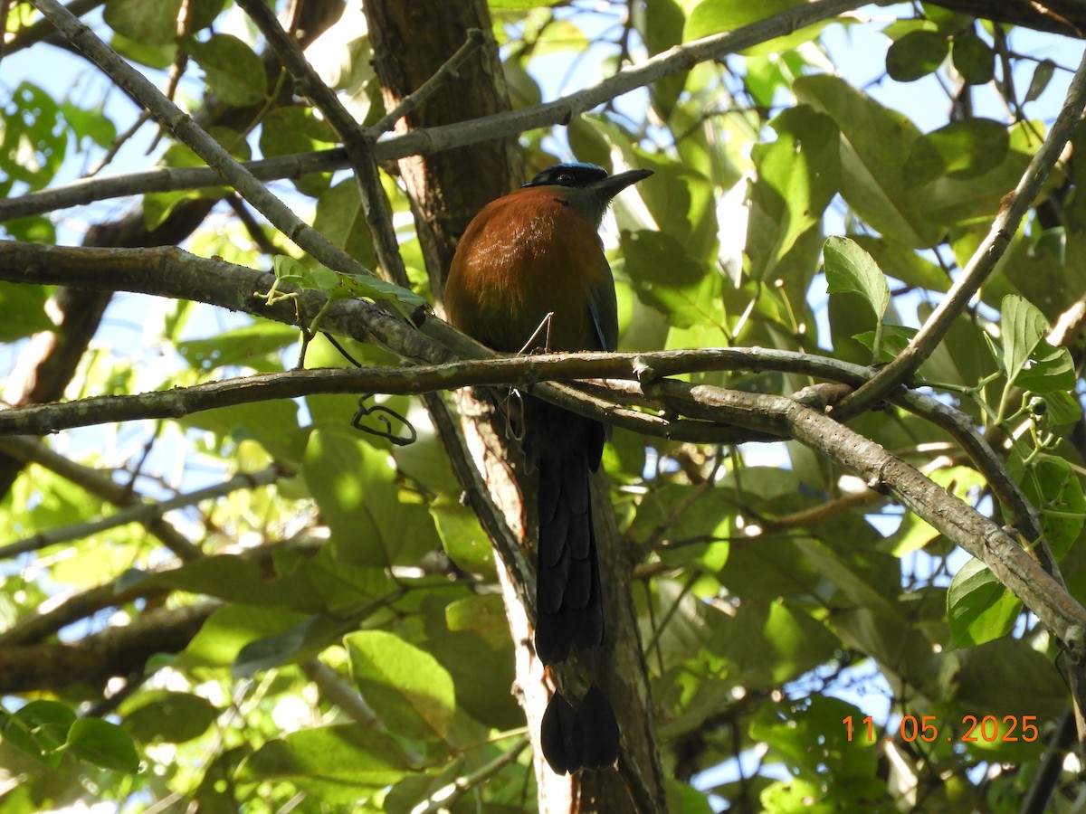 レッソンハチクイモドキ - ML644717508