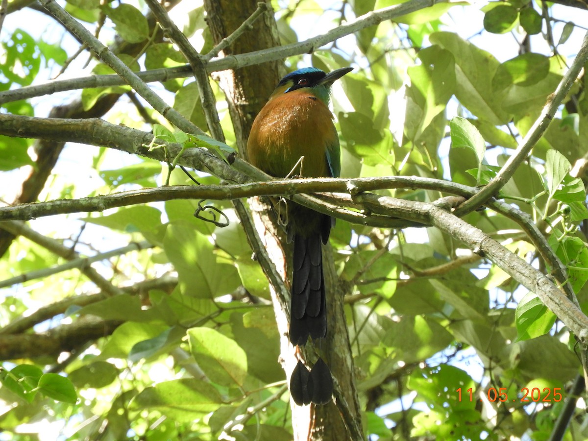 レッソンハチクイモドキ - ML644717509