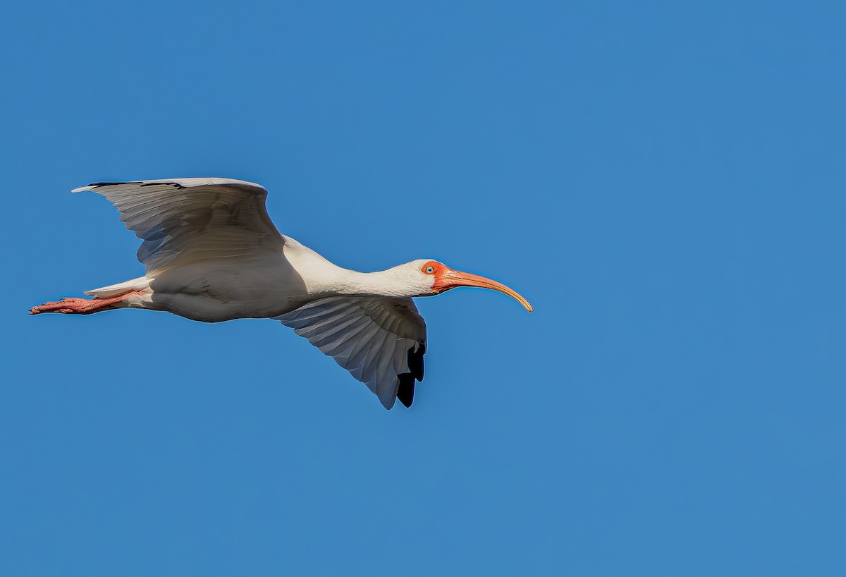 シロトキ - ML644717510