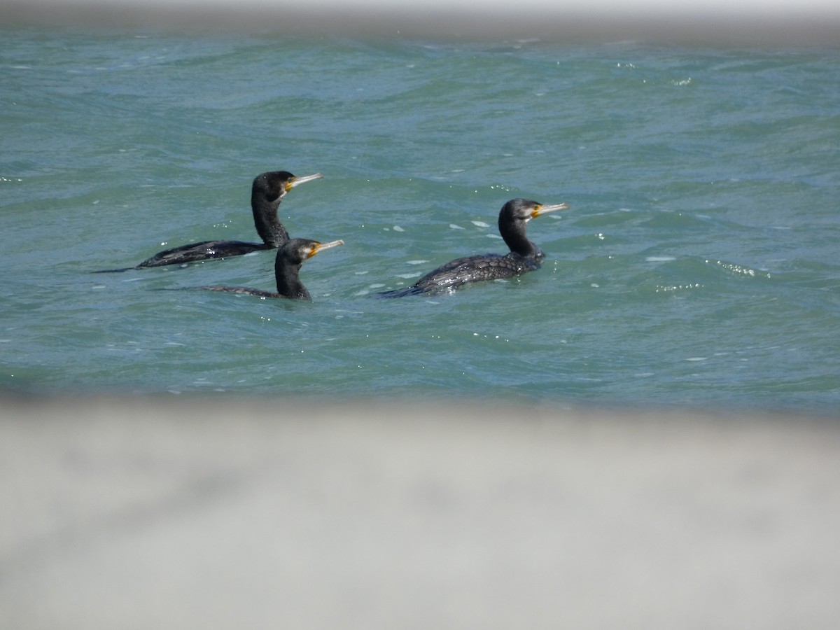 カワウ - ML644717511