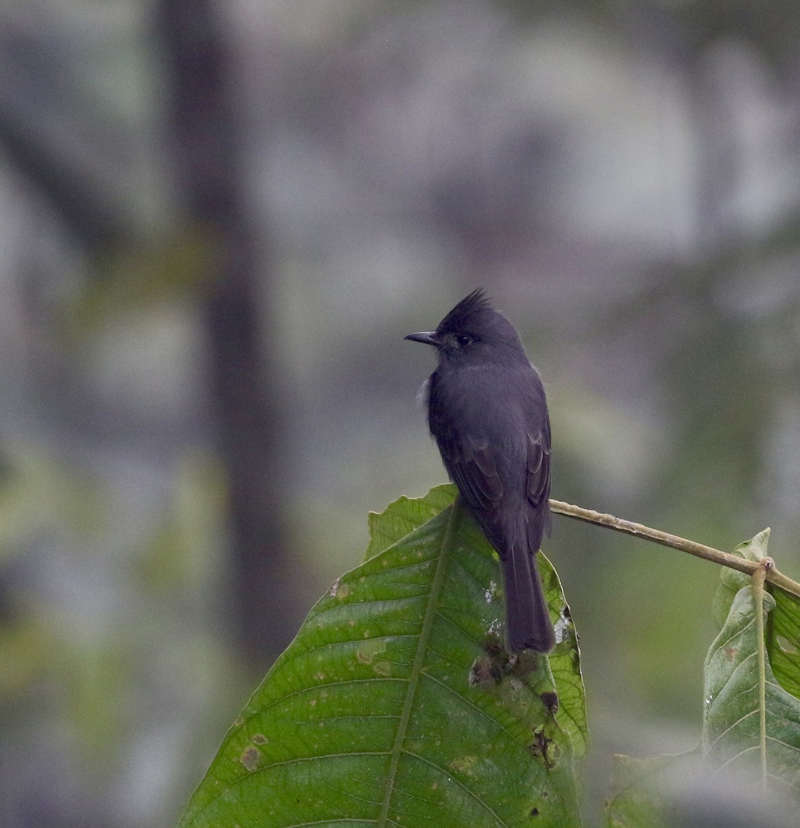 ミヤマヒタキモドキ - ML644717513