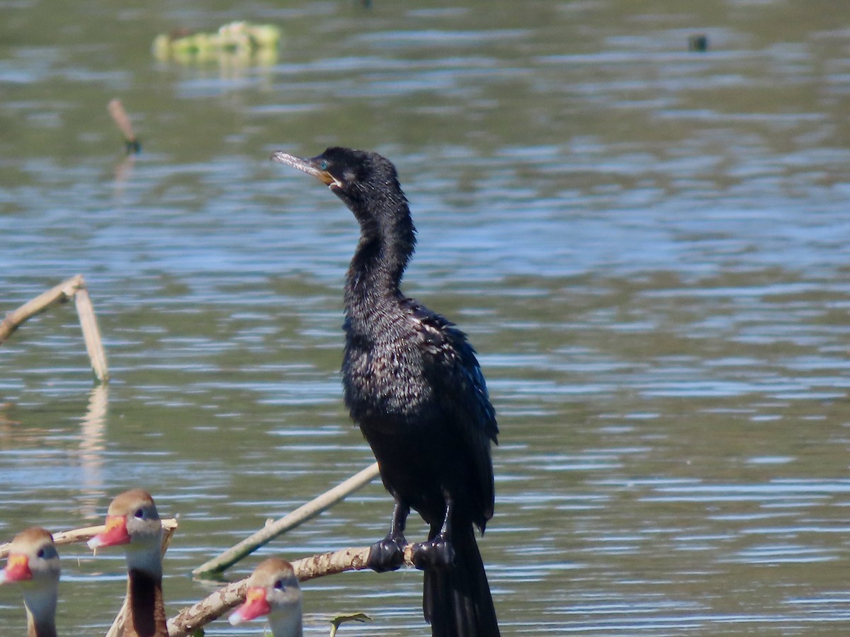 ナンベイヒメウ - ML644717514