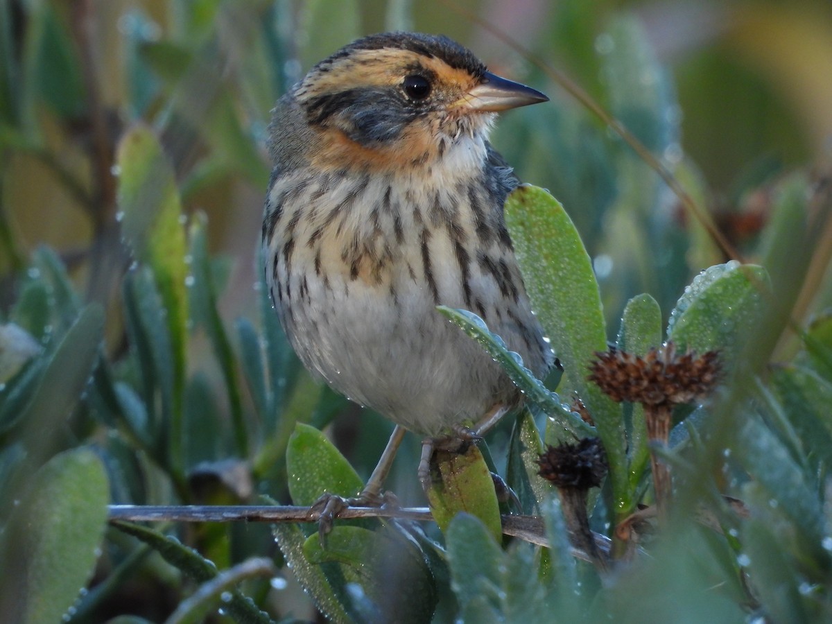 トゲオヒメドリ - ML644717516