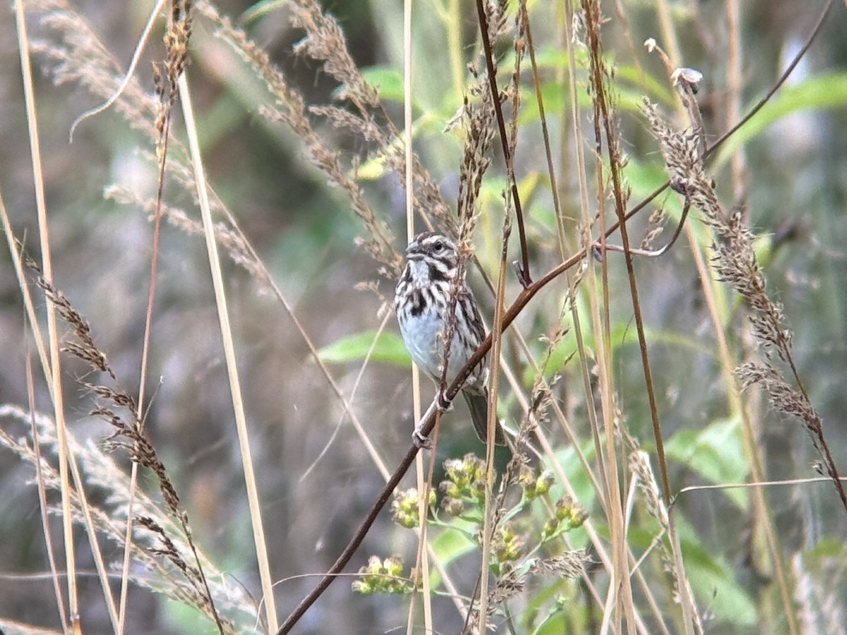 ウタスズメ - ML644717517