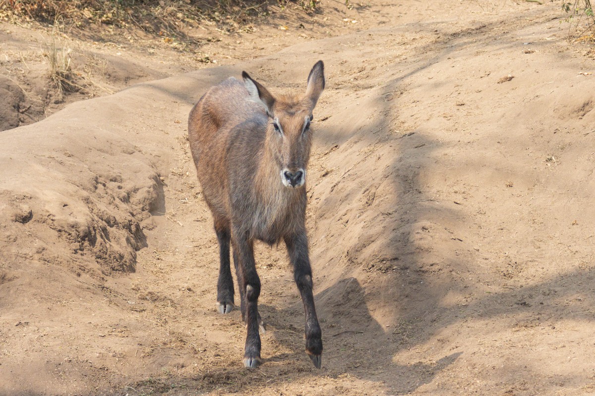 Defassa Waterbuck - ML644717518