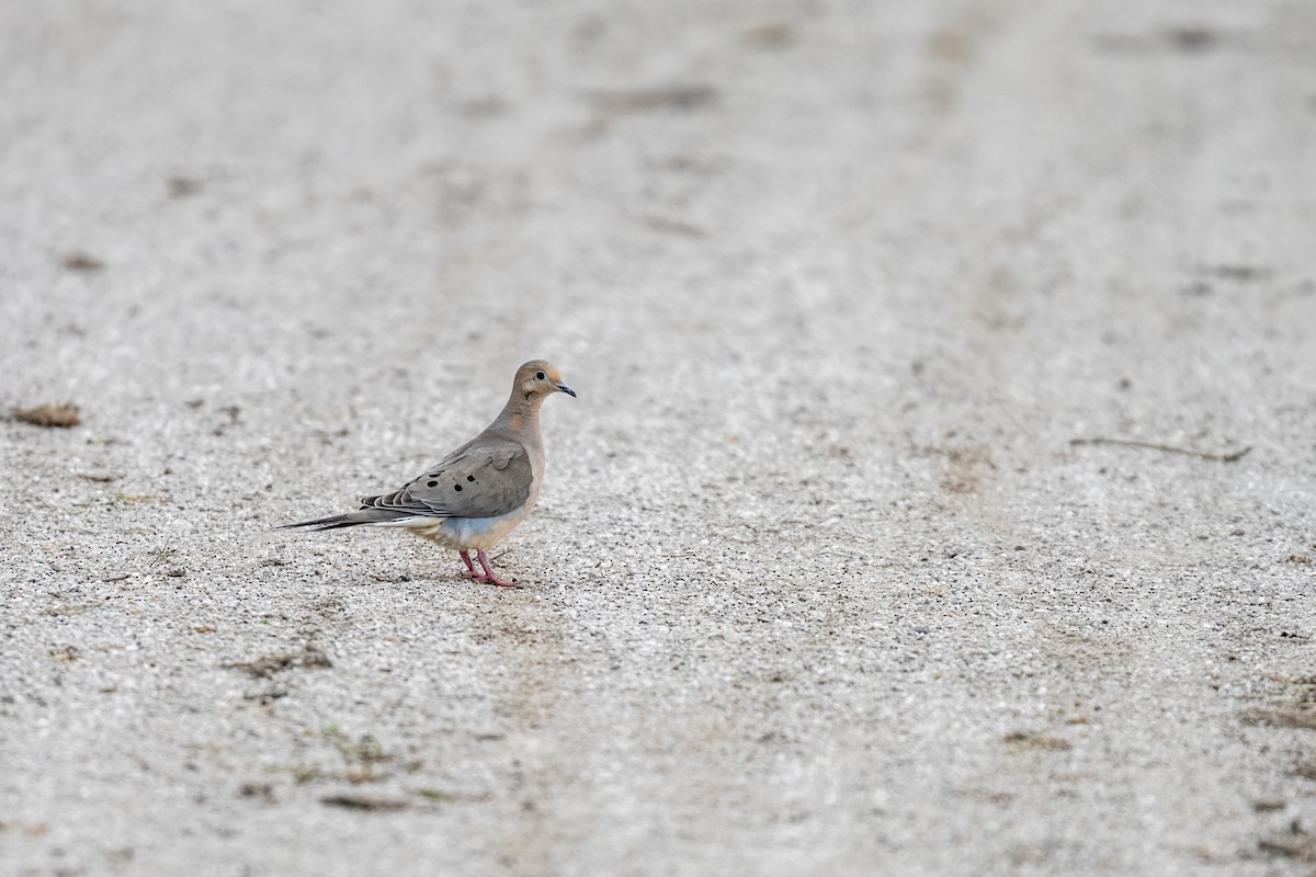 ナゲキバト - ML644717519