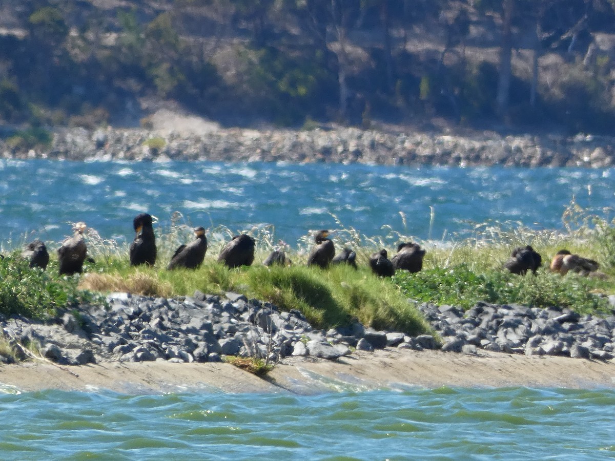 カワウ - ML644717521