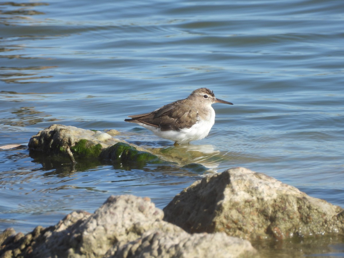 アメリカイソシギ - ML644717523