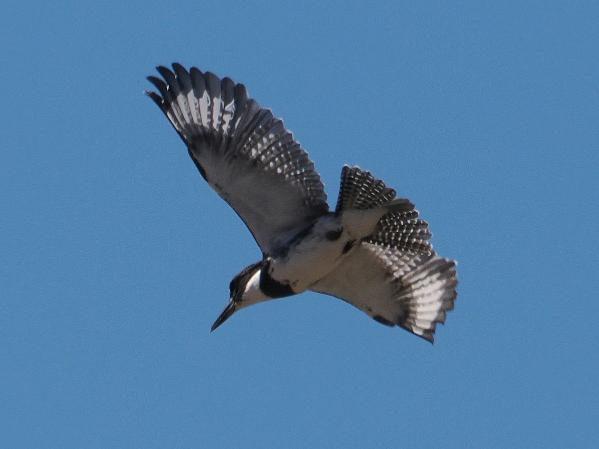 Belted Kingfisher - ML644717525