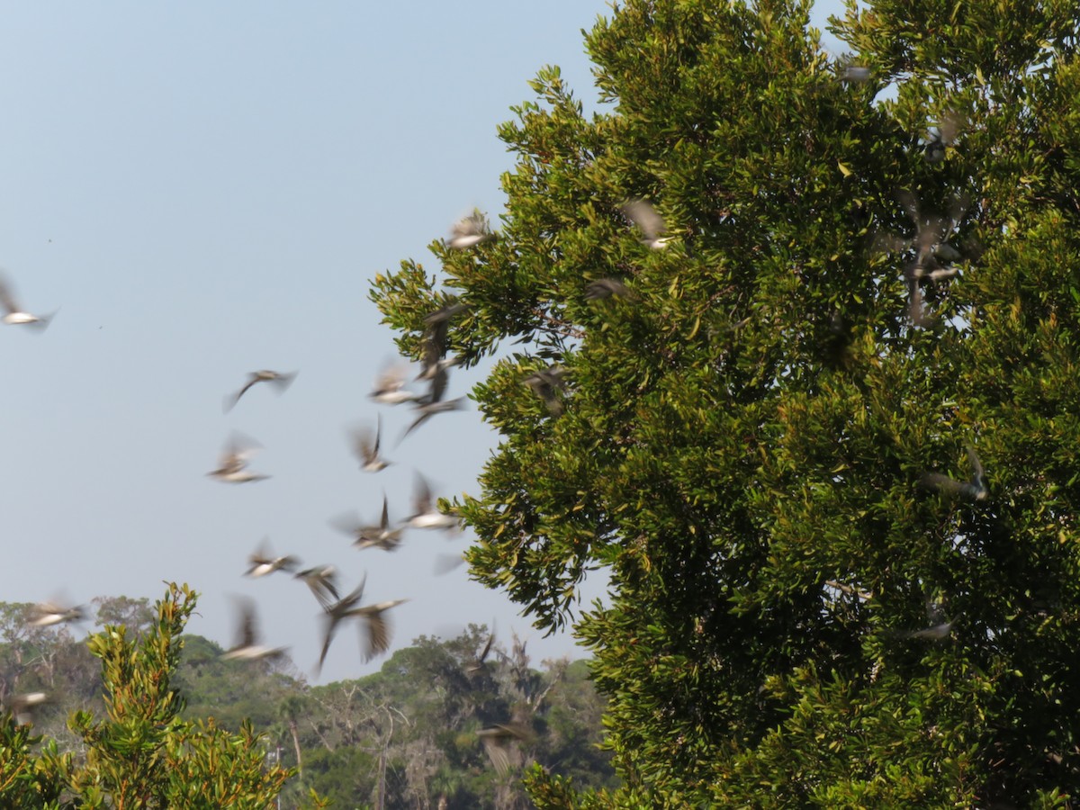 Tree Swallow - ML644717527