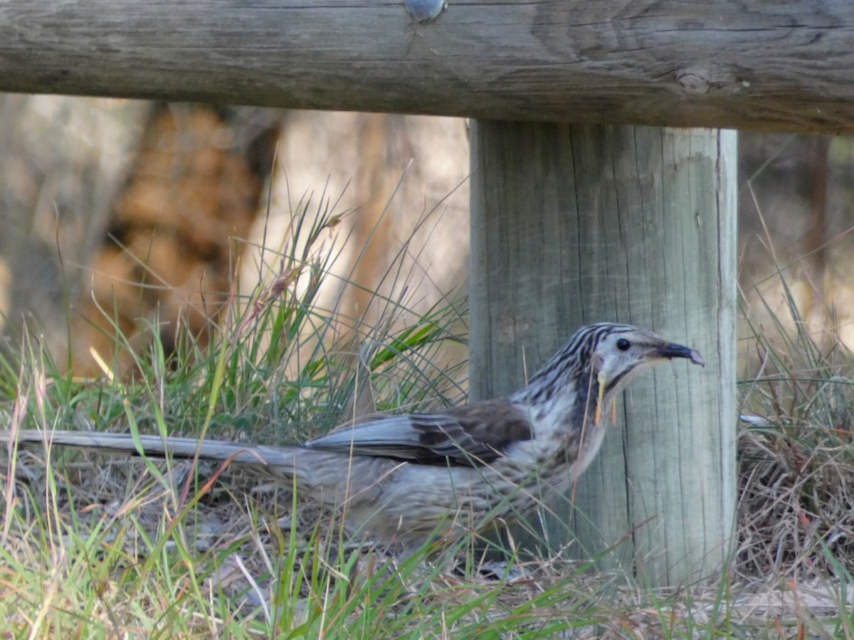 Yellow Wattlebird - ML644717538
