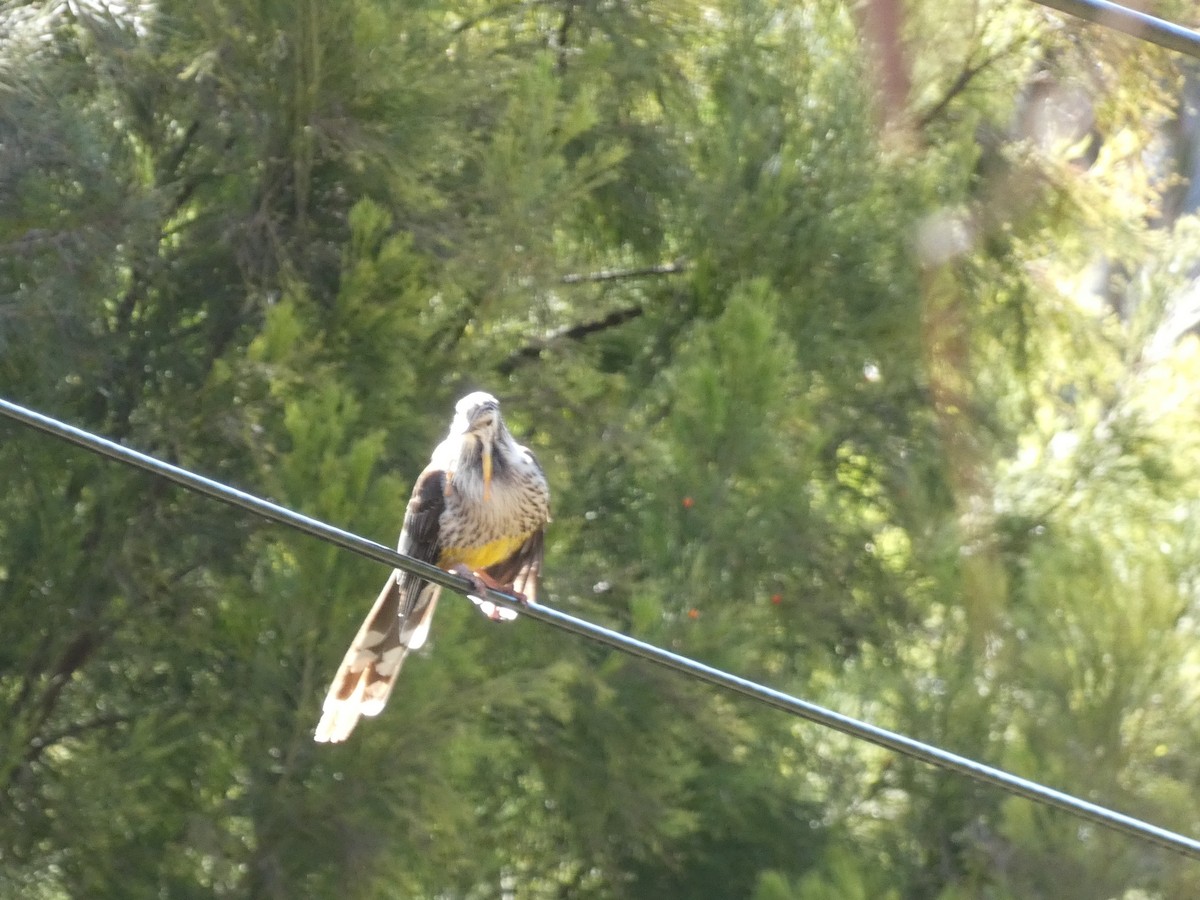 Yellow Wattlebird - ML644717539