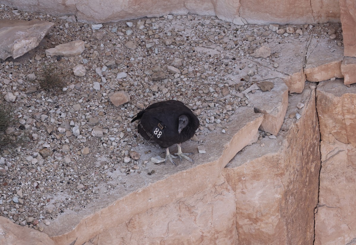 California Condor - ML644717541