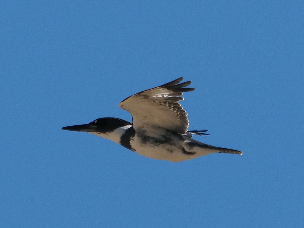 Belted Kingfisher - ML644717542