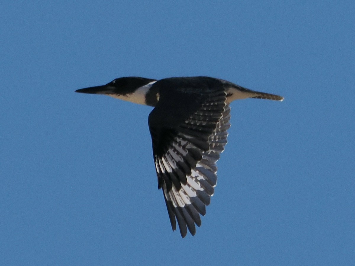 Belted Kingfisher - ML644717543