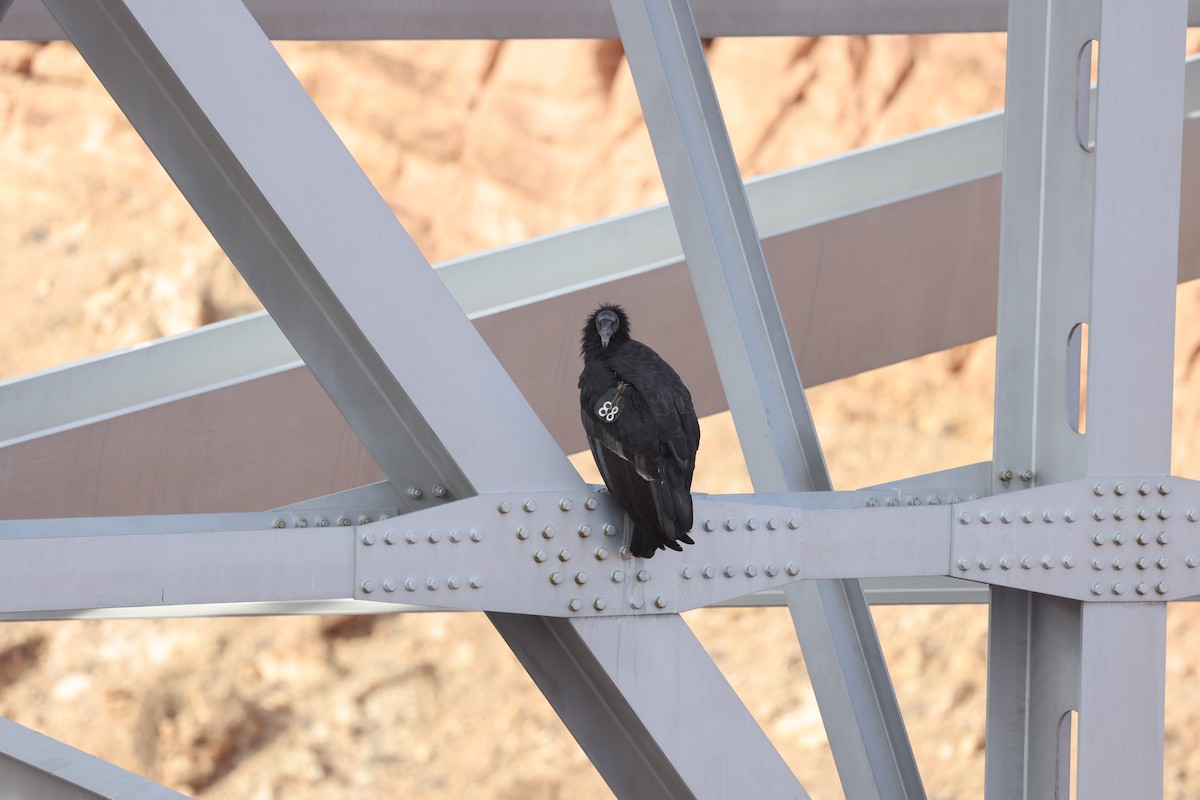 California Condor - ML644717548