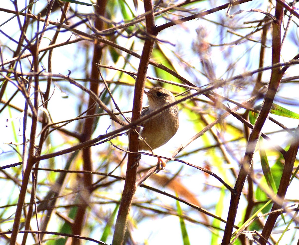 Cucarachero Culibarrado - ML644717549