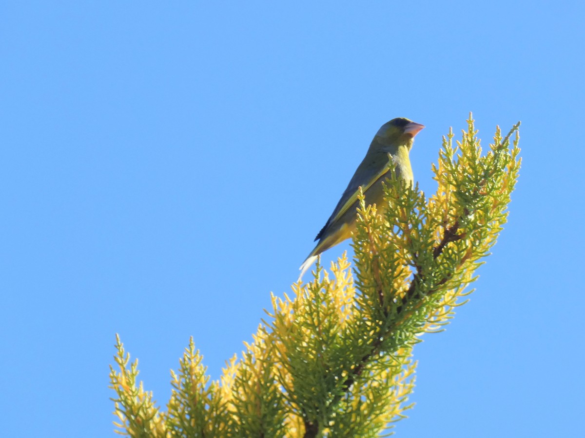 アオカワラヒワ - ML644717550