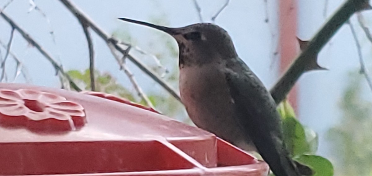 Anna's Hummingbird - ML644717557