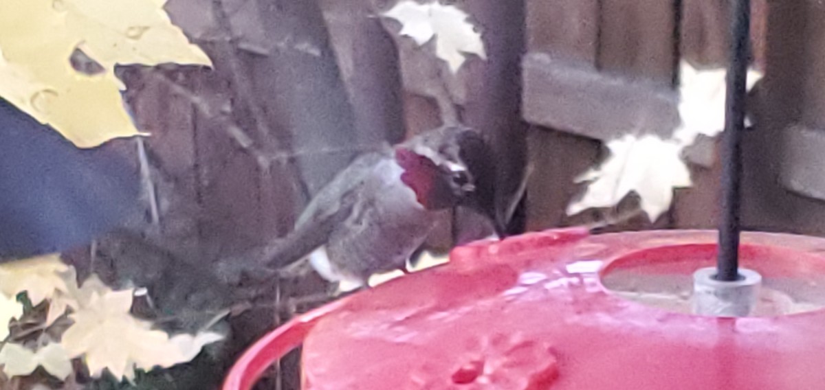 Anna's Hummingbird - ML644717558