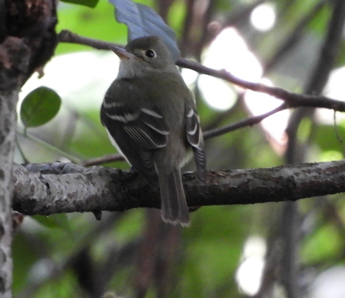 Піві-малюк оливковий - ML644717562