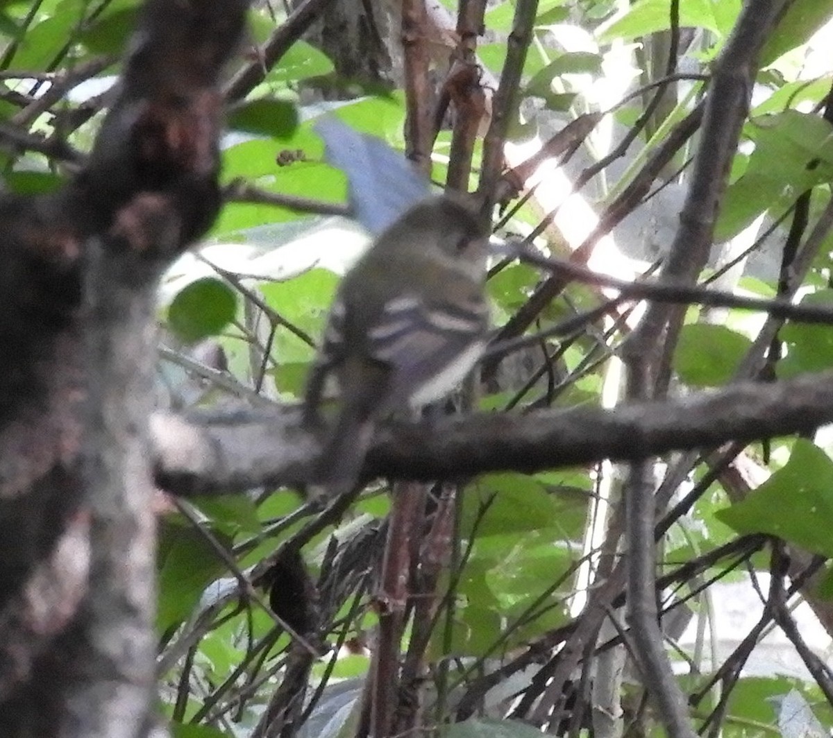 Піві-малюк оливковий - ML644717563