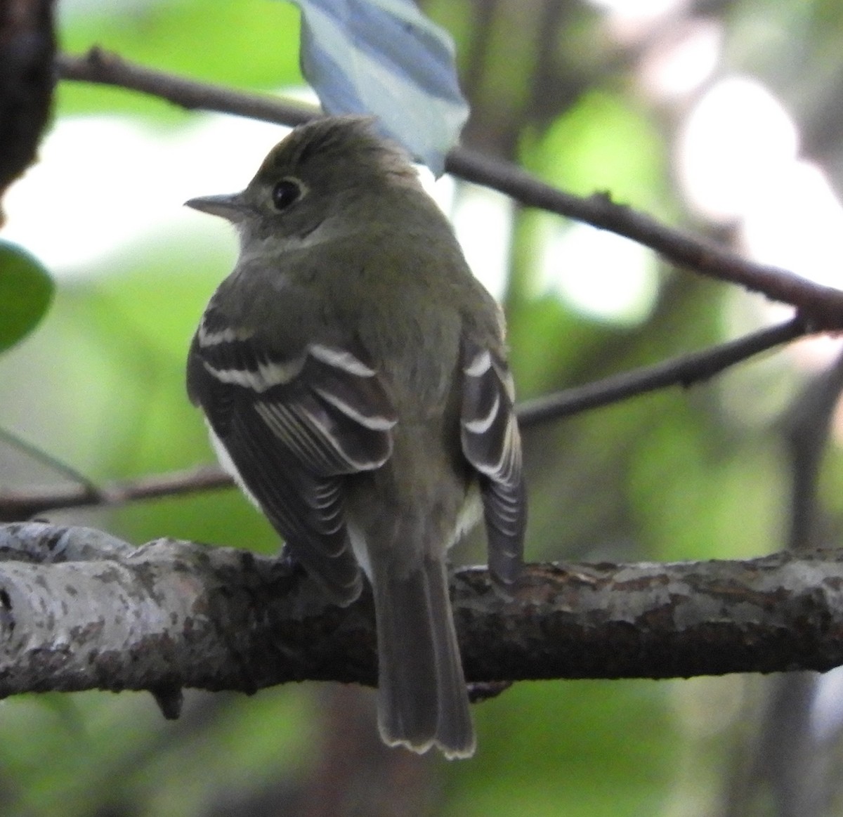 Піві-малюк оливковий - ML644717564