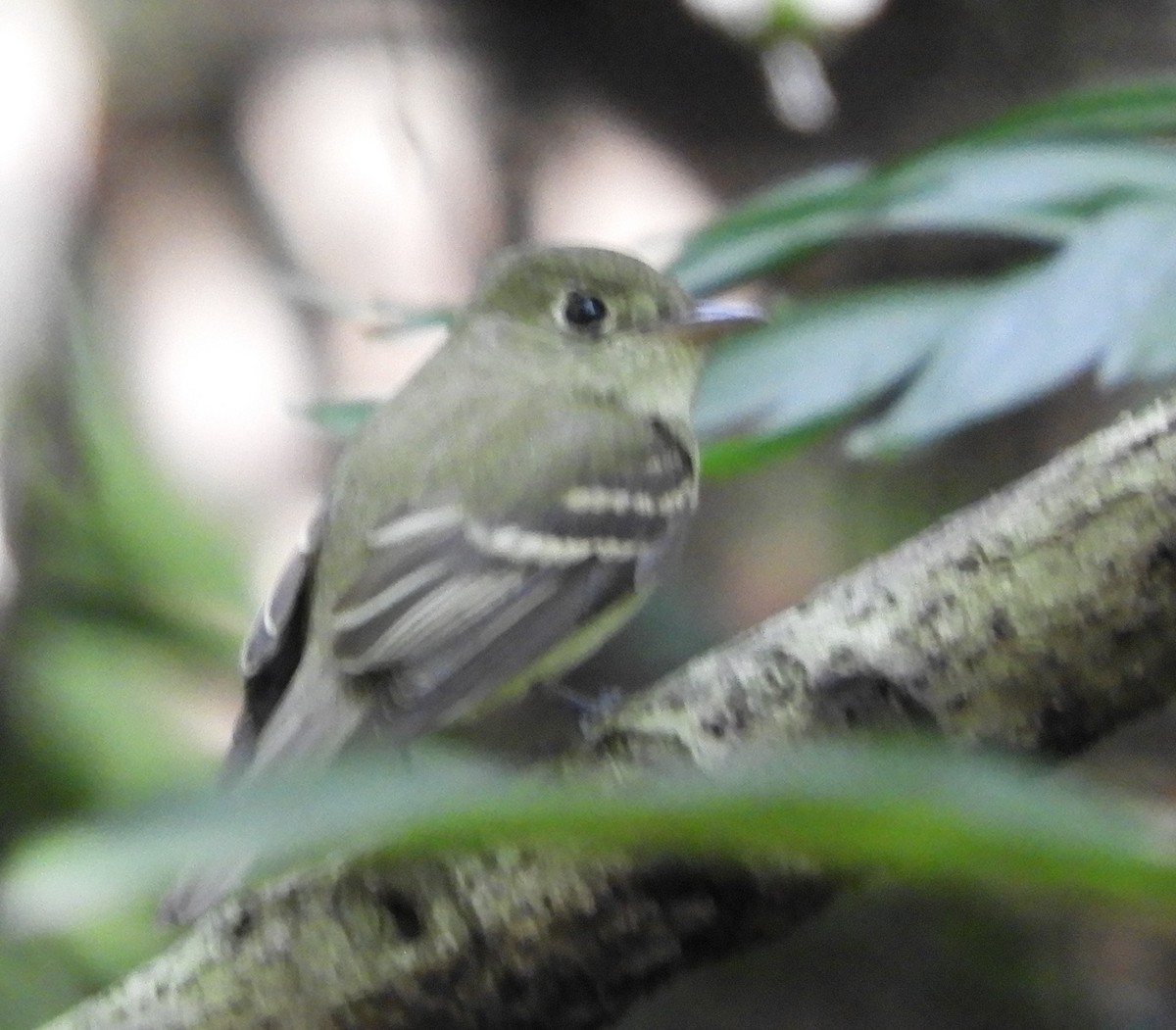 Піві-малюк оливковий - ML644717565