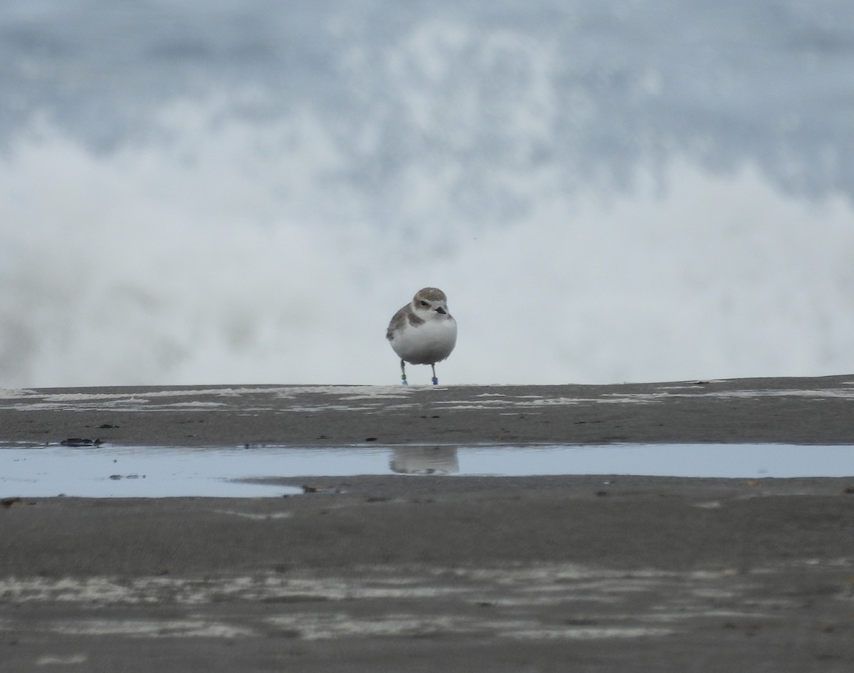 Snowy Plover - ML644717572