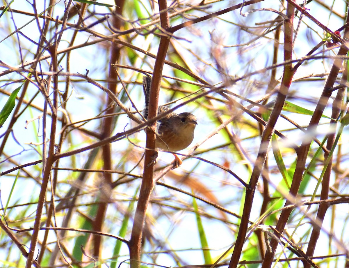 Cucarachero Culibarrado - ML644717573