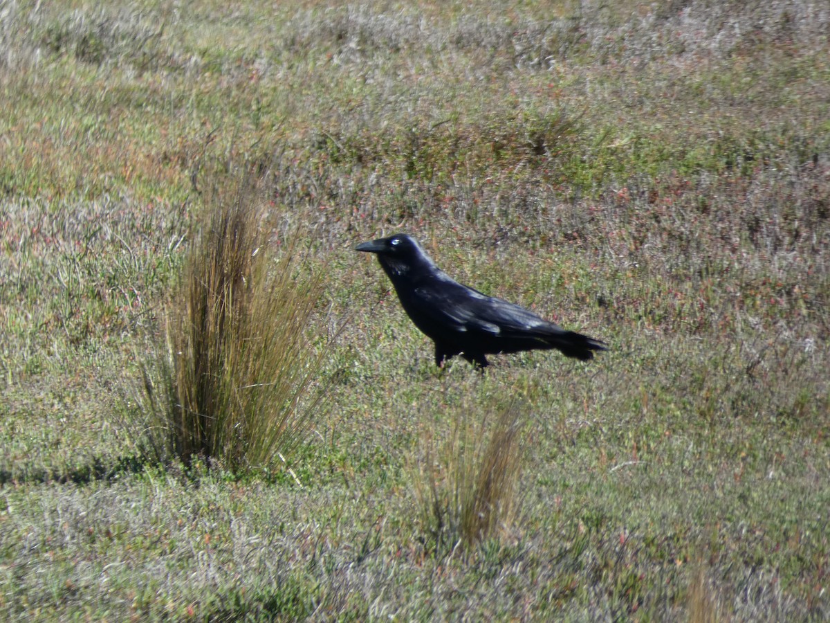 Forest Raven - ML644717575