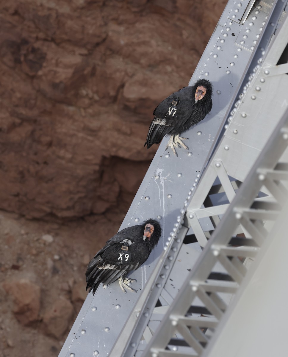 California Condor - ML644717579