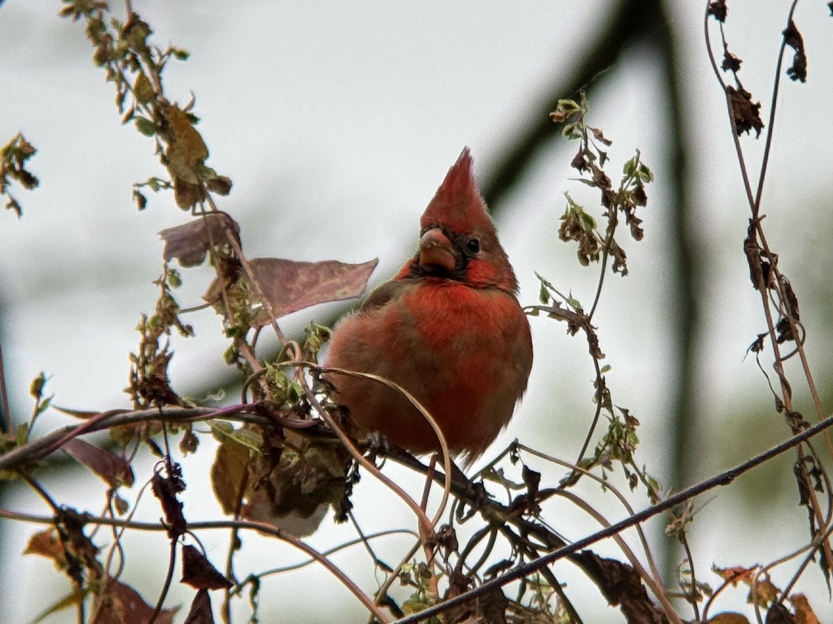 Красный кардинал - ML644717580