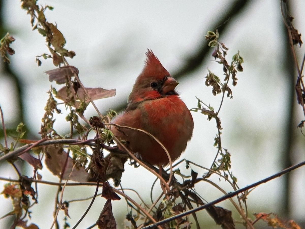 Красный кардинал - ML644717581
