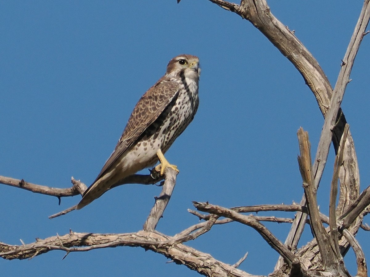 Prairie Falcon - ML644717582