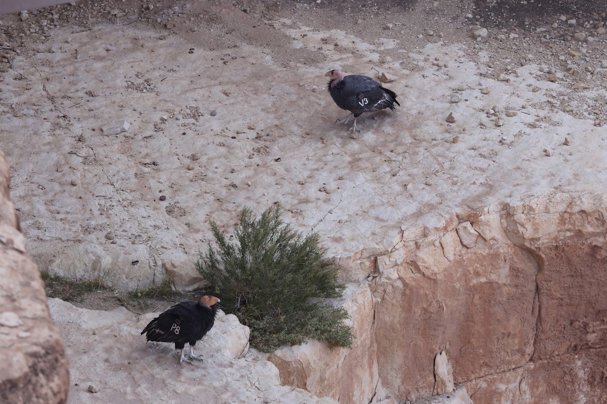 California Condor - ML644717595