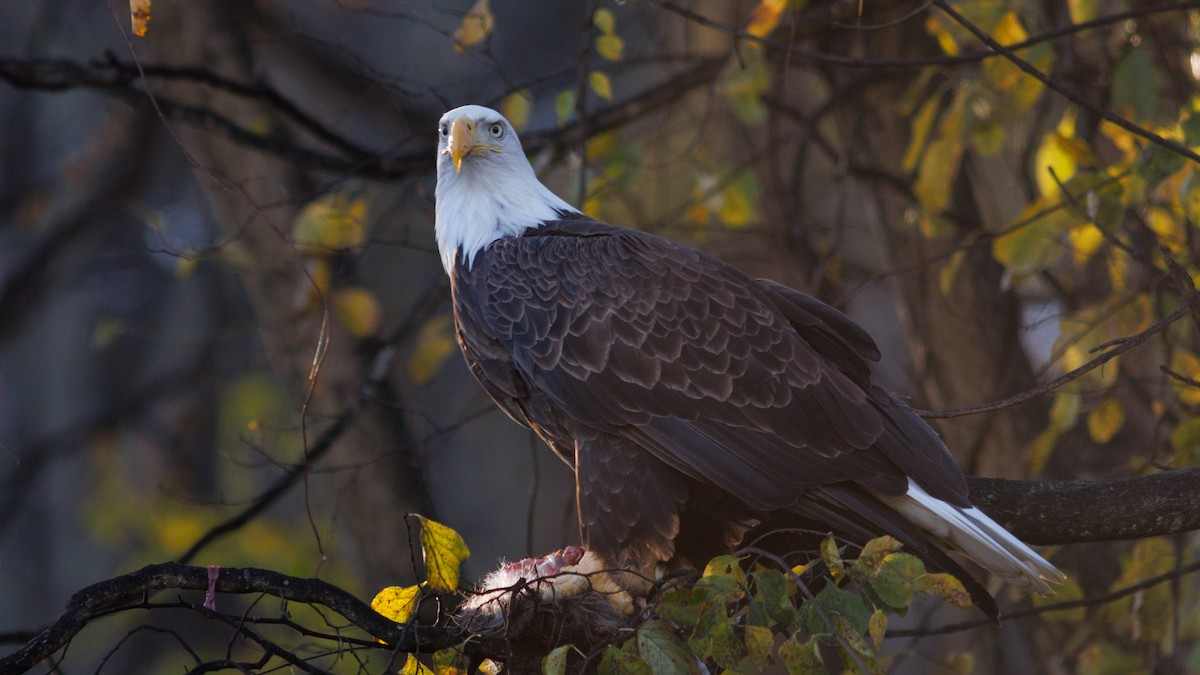 orel bělohlavý - ML644717609
