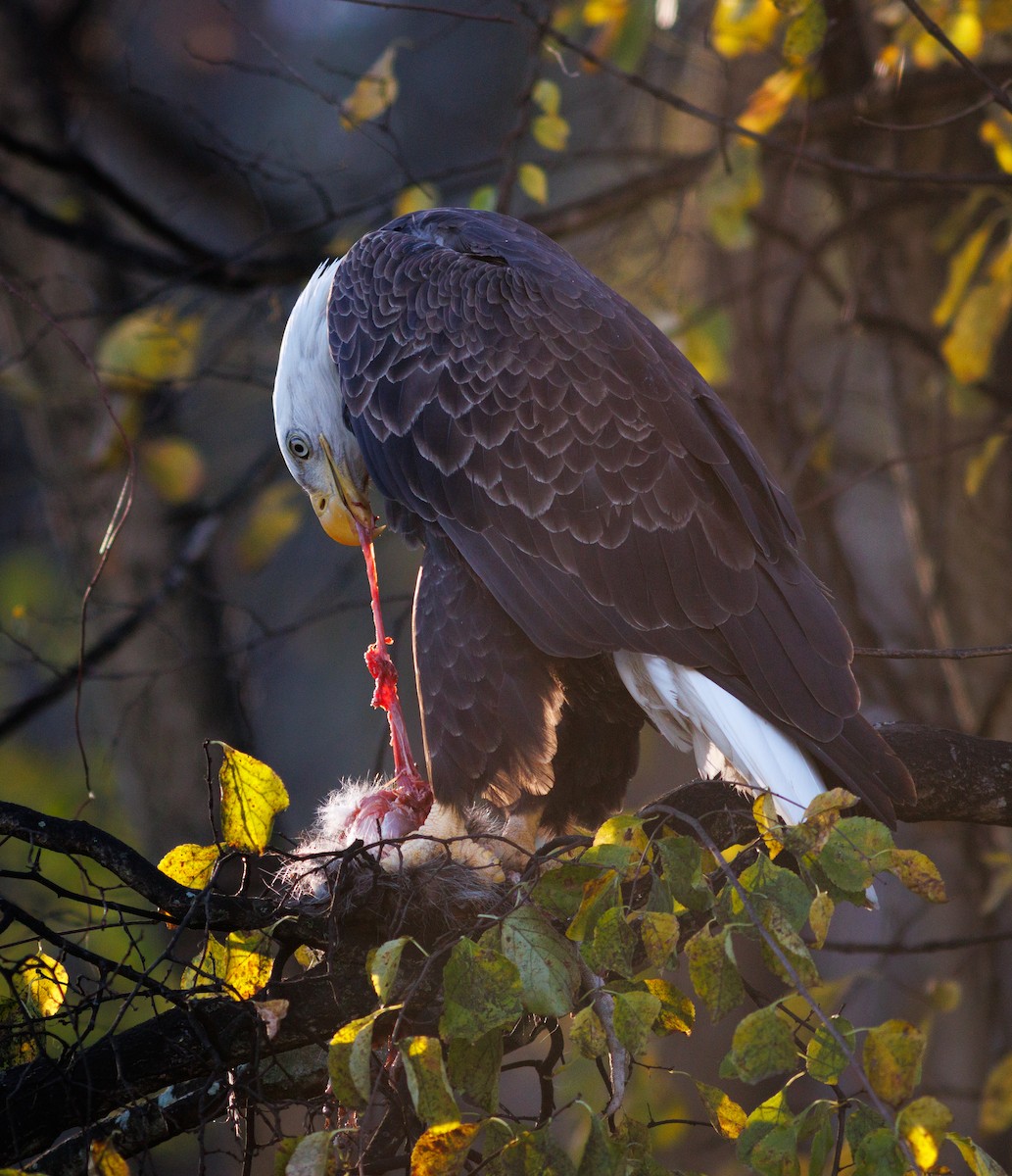 orel bělohlavý - ML644717610