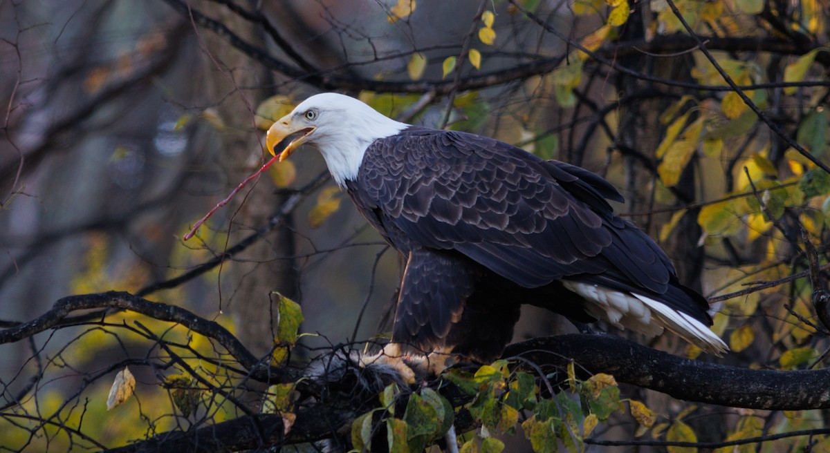orel bělohlavý - ML644717611