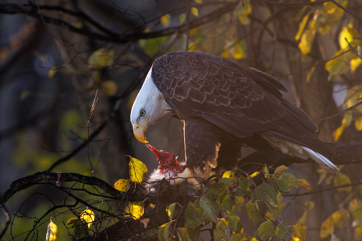 orel bělohlavý - ML644717612