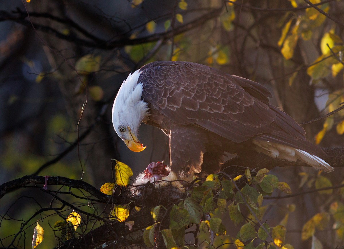 orel bělohlavý - ML644717613