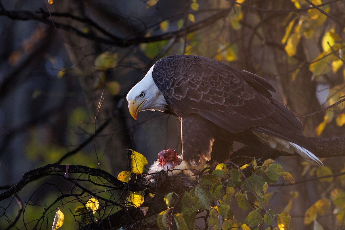 orel bělohlavý - ML644717614