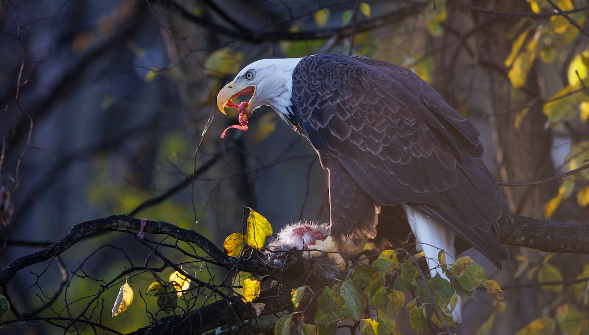 orel bělohlavý - ML644717615