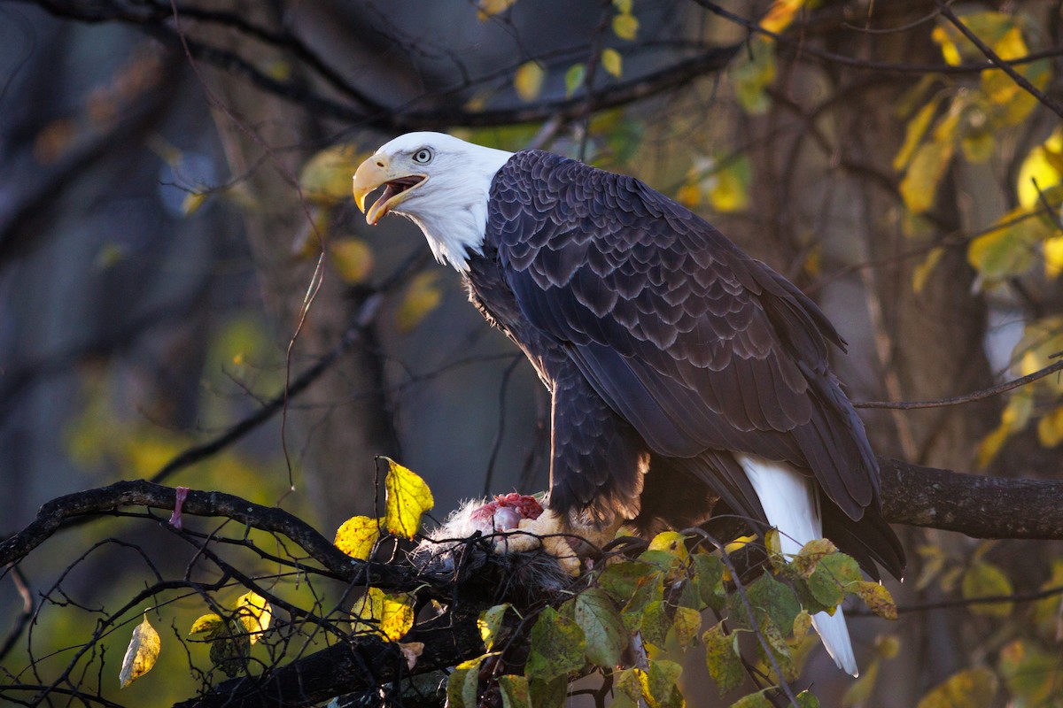 orel bělohlavý - ML644717616