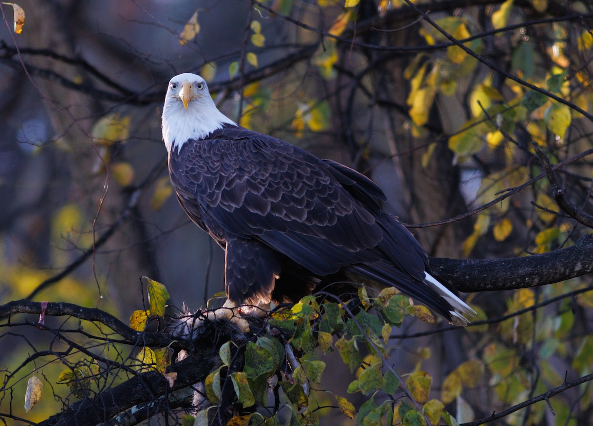 orel bělohlavý - ML644717617