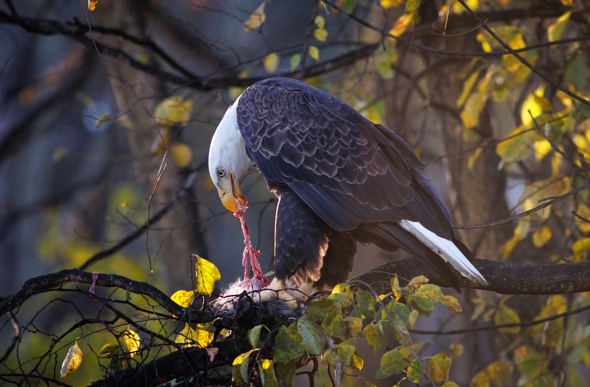 orel bělohlavý - ML644717618