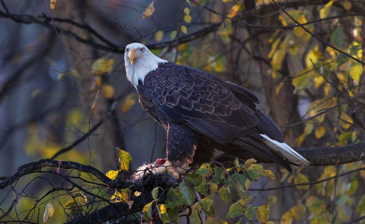 orel bělohlavý - ML644717619