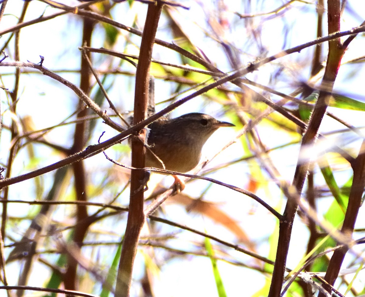 Cucarachero Culibarrado - ML644717620