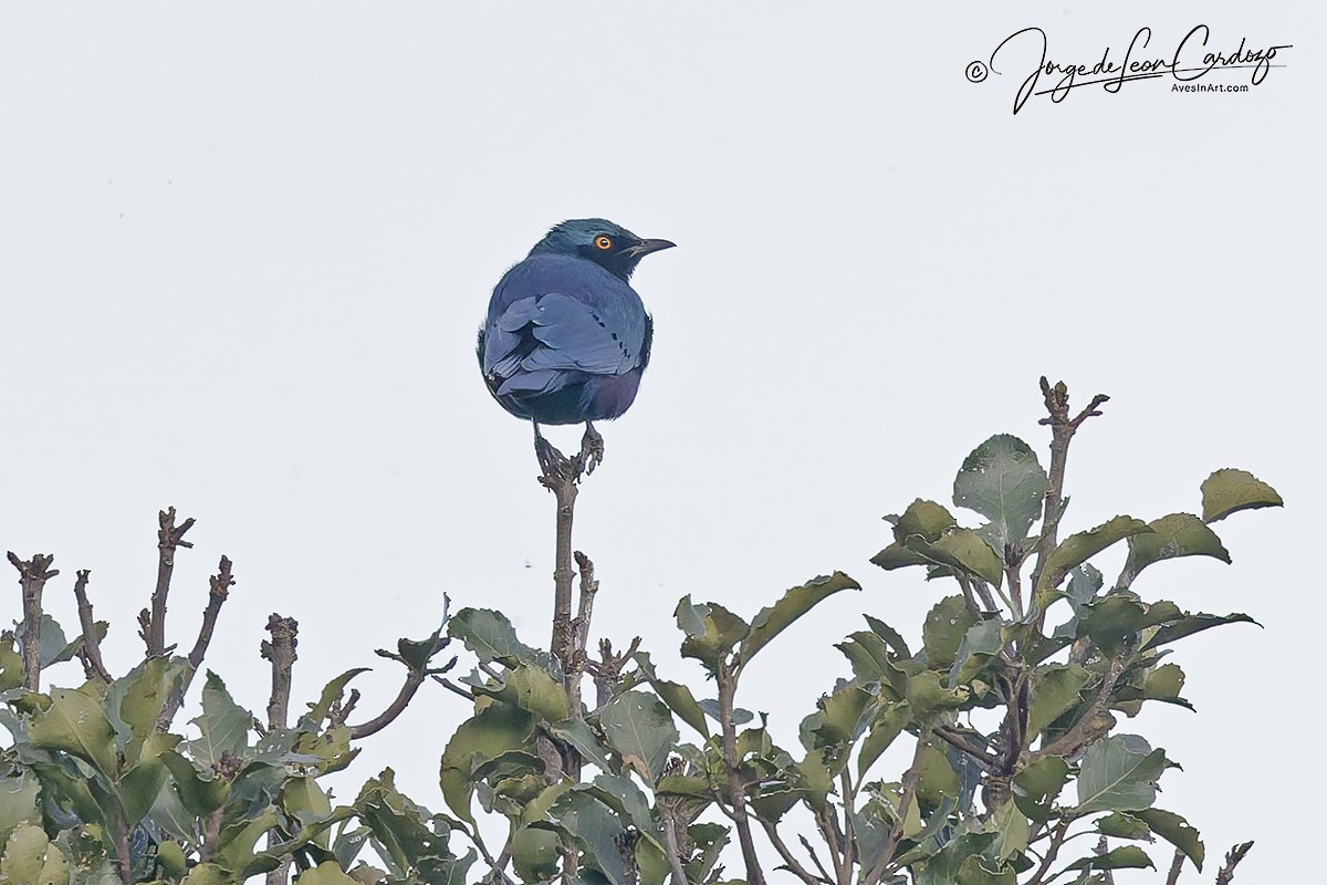 Greater Blue-eared Starling - ML644717621